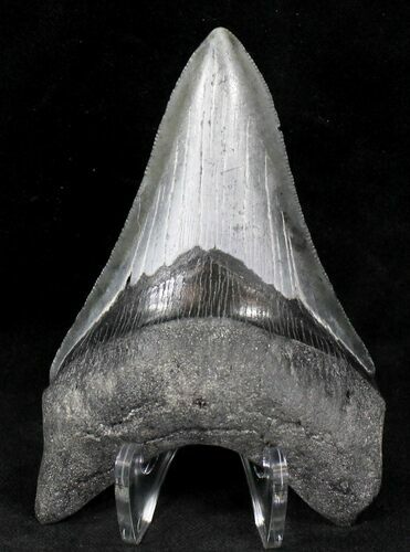 Serrated Megalodon Tooth - Venice, Florida #21227